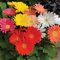 Jaguar Spring Time Light Eye Mix Gerbera