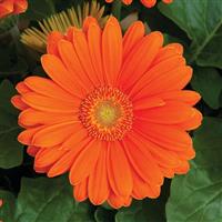 Jaguar Tangerine Light Eye Gerbera