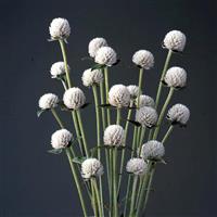 Audray White Gomphrena