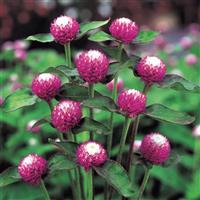 Audray Bicolor Rose Gomphrena