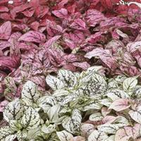 Confetti Compact Mix Hypoestes