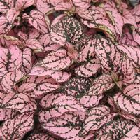 Confetti Compact Pink Hypoestes