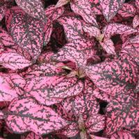 Confetti Compact Rose Hypoestes