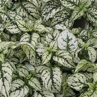 Confetti Compact White Hypoestes
