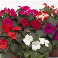 Imara XDR Mix Impatiens