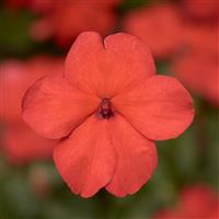 Imara XDR Orange Impatiens