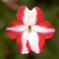 Imara XDR Orange Star Impatiens