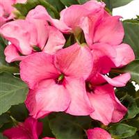 Imara XDR Pink Impatiens