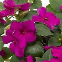 Imara XDR Purple Impatiens