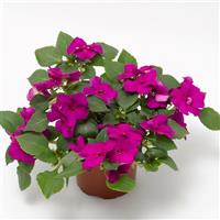 Imara XDR Purple Impatiens