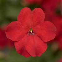 Imara XDR Red Impatiens