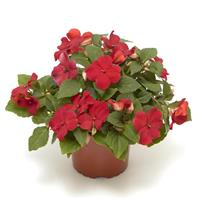 Imara XDR Red Impatiens