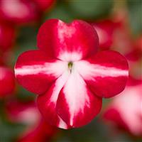 Imara XDR Red Star Impatiens