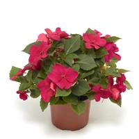 Imara XDR Rose Impatiens