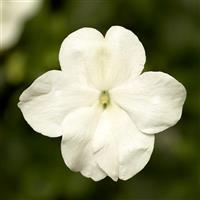 Imara XDR White Impatiens