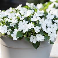 Imara XDR White Impatiens
