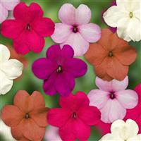 Imara XDR Pastel Mix Impatiens