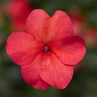 Imara XDR Salmon Shades Impatiens
