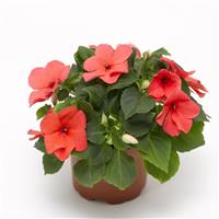 Imara XDR Salmon Shades Impatiens
