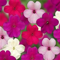 Imara XDR Rosy Mix Impatiens