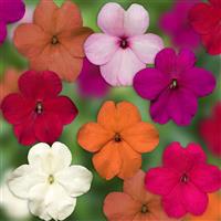 Imara XDR ProFormula Mix Impatiens