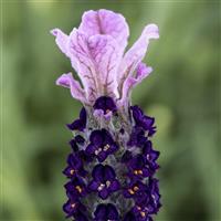 Lavandula Castillano 2.0 Lilac
