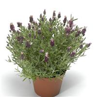 Lavandula Castillano 2.0 Lilac