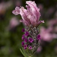 Lavandula Castillano 2.0 Rose