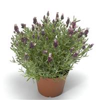 Lavandula Castillano 2.0 Rose
