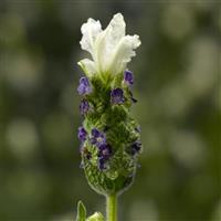 Lavandula Castillano 2.0 White