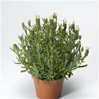 Lavandula Castillano 2.0 White