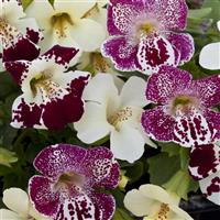 Magic Spring Blossom Mix Mimulus
