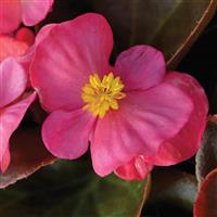 Bada Boom Rose Begonia
