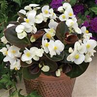 Bada Boom White Begonia