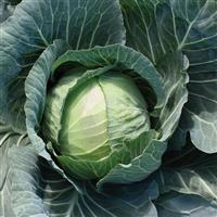 Primo Vantage Cabbage