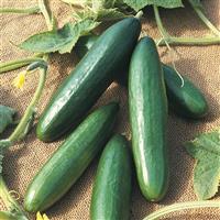 Diva Cucumber