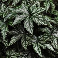 Gryphon Begonia