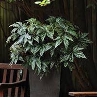 Gryphon Begonia