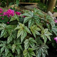 Gryphon Begonia