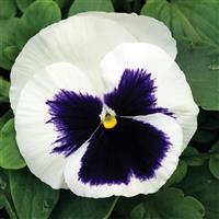 Mammoth Glamarama White Pansy