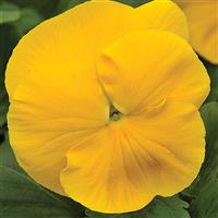 Mammoth Prima Yellorina Pansy