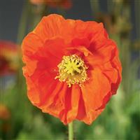 Papaver Spring Fever Orange