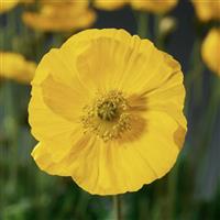 Papaver Spring Fever Yellow