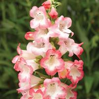 Arabesque Pink Penstemon