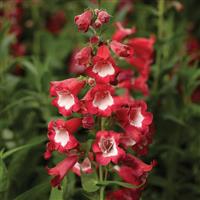 Arabesque Red Penstemon