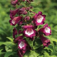 Arabesque Violet Penstemon