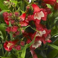 Partybells Red Penstemon
