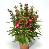 Partybells Red Penstemon