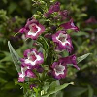 Partybells Violet Penstemon