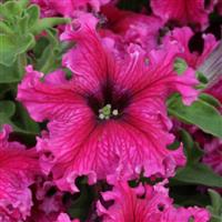 Espresso Frappe Rose Petunia